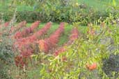 Vigneto in autunno